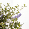 CEANOTHUS MACETA 3L
