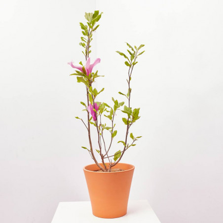 MAGNOLIO CHINO MACETA 3L