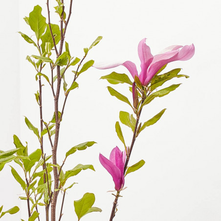 MAGNOLIO CHINO MACETA 3L