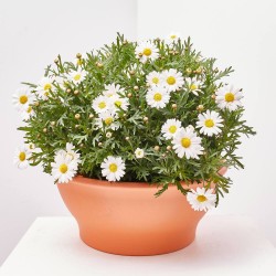 MARGARITA TARRINA 25CM