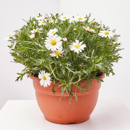 MARGARITA TARRINA 25CM
