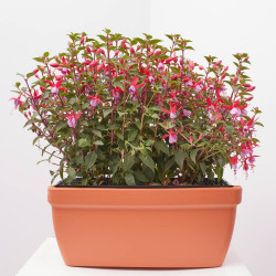 PENDIENTES DE LA REINA JARDINERA 40 CM