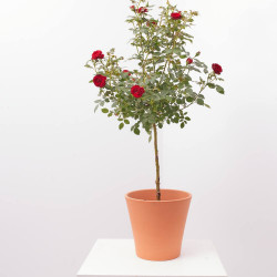 ROSAL POLYANTHA COPA MACETA 3L