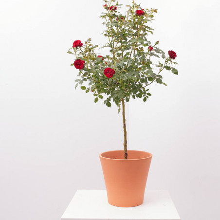 ROSAL POLYANTHA COPA MACETA 3L