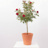 ROSAL POLYANTHA COPA MACETA 3L
