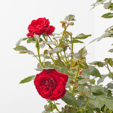 ROSAL POLYANTHA COPA MACETA 3L