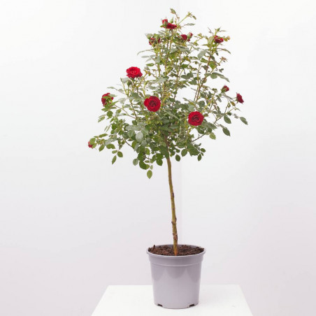 ROSAL POLYANTHA COPA MACETA 3L