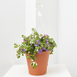 BACOPA COLGANTE MACETA 19CM
