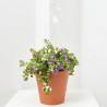 BACOPA COLGANTE MACETA 19CM
