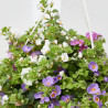 BACOPA COLGANTE MACETA 19CM