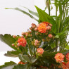 COMPOSICIÓN PLANTAS CON BASE CERÁMICA D14 H33