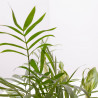 COMPOSICIÓN PLANTAS CON BASE CERÁMICA D14 H33
