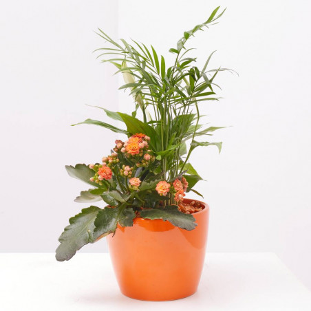 COMPOSICIÓN PLANTAS CON BASE CERÁMICA D14 H33
