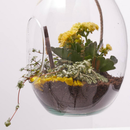 COMPOSICIÓN PLANTAS CON BASE CRISTAL D17 H30