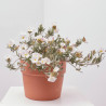 CONVOLVULUS MACETA 15CM