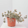 CONVOLVULUS MACETA 15CM