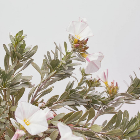 CONVOLVULUS MACETA 15CM