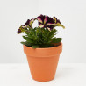 PETUNIA ESPECIAL MACETA 13CM