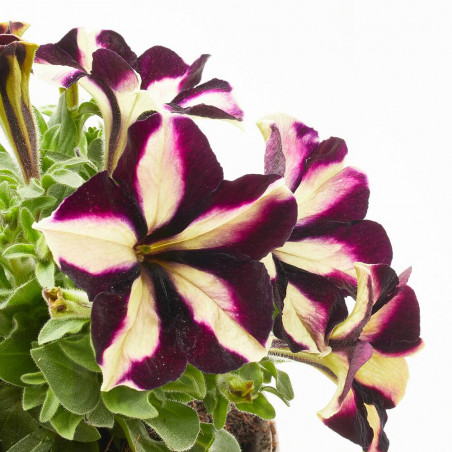 PETUNIA ESPECIAL MACETA 13CM