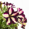 PETUNIA ESPECIAL MACETA 13CM