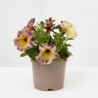 PETUNIA ESPECIAL MACETA 13CM