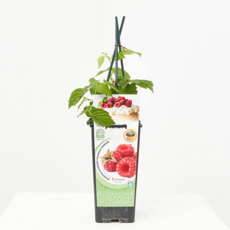 FRAMBUESO ROJO 2L RESIDUO CERO