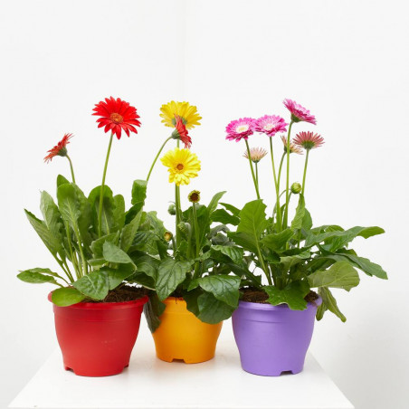 GERBERA MACETA 17CM