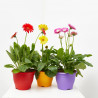 GERBERA MACETA 17CM