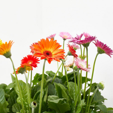 GERBERA MACETA 17CM