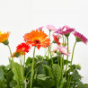 GERBERA MACETA 17CM