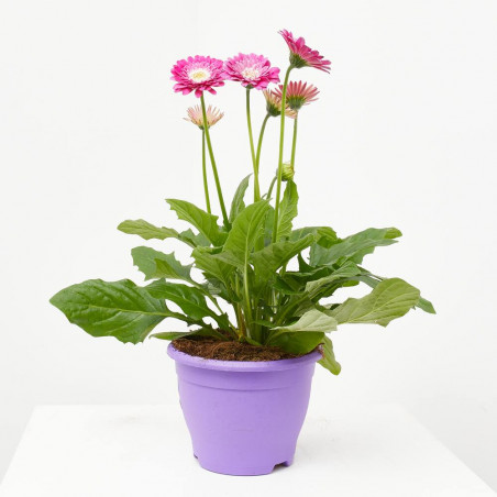 GERBERA MACETA 17CM