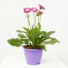 GERBERA MACETA 17CM