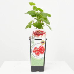 GROSELLERO ROJO 2L RESIDUO CERO