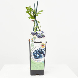 ARÁNDANO AZUL 2L RESIDUO CERO