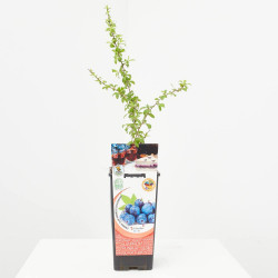 ENDRINO 2L RESIDUO CERO