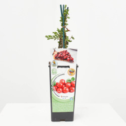 ARÁNDANO ROJO 2L RESIDUO CERO