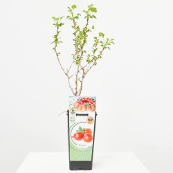 UVA CRISPA ROJA 2L RESIDUO CERO