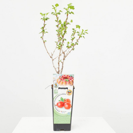 UVA CRISPA ROJA 2L RESIDUO CERO