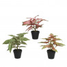 BEGONIA ARTIFICIAL MACETA 37CM