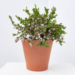 BORONIA MACETA 3L