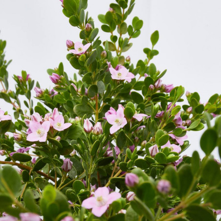 BORONIA MACETA 3L