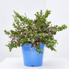 BORONIA MACETA 3L