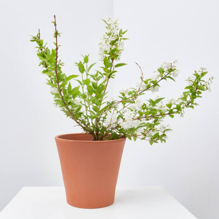 DEUTZIA MACETA 3L