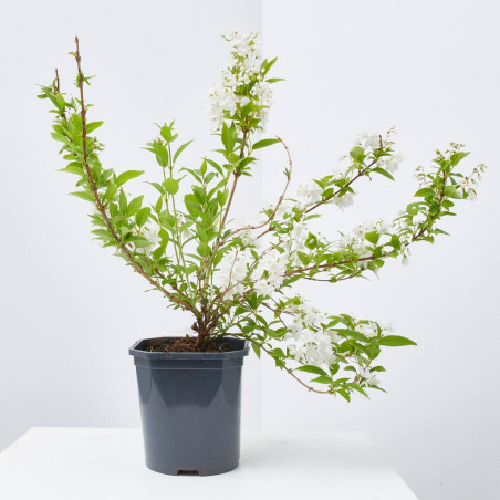DEUTZIA MACETA 3L