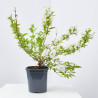 DEUTZIA MACETA 3L