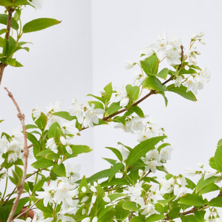 DEUTZIA MACETA 3L