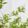 DEUTZIA MACETA 3L
