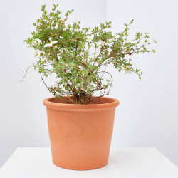 POTENTILLA MACETA 3L