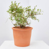 POTENTILLA MACETA 3L
