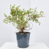 POTENTILLA MACETA 3L